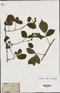 spécimen de Rubus glandulosus