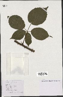 spécimen de Rubus fruticosus