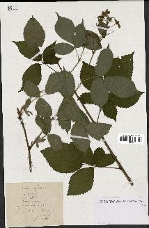 spécimen de Rubus fruticosus