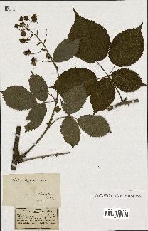 spécimen de Rubus fruticosus