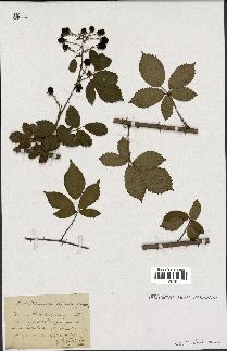 spécimen de Rubus divaricatus