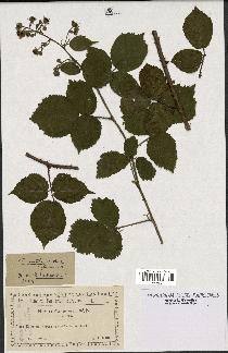 spécimen de Rubus guentheri