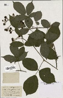 spécimen de Rubus gratiflorus