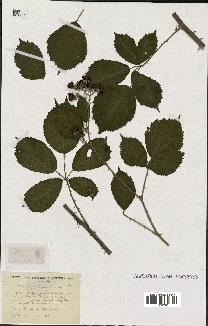 spécimen de Rubus prolongatus