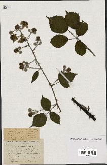 spécimen de Rubus prolongatus