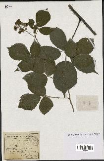 spécimen de Rubus oplothyrsus