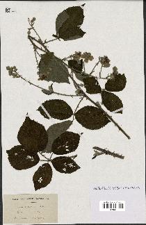 spécimen de Rubus oplothyrsus