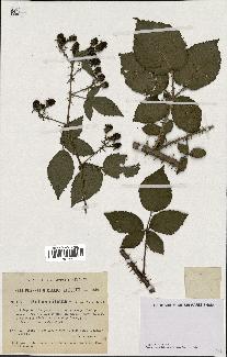 spécimen de Rubus nitidus