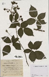 spécimen de Rubus nitidus