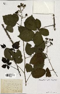 spécimen de Rubus nitidus