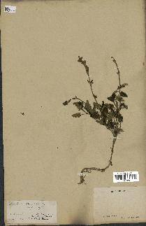 spécimen de Scutellaria orientalis