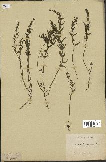 spécimen de Scutellaria rumicifolia