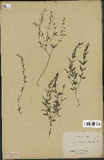 spécimen de Scutellaria rumicifolia