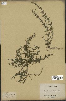 spécimen de Scutellaria rumicifolia