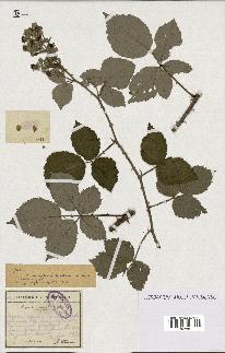 spécimen de Rubus evagatus