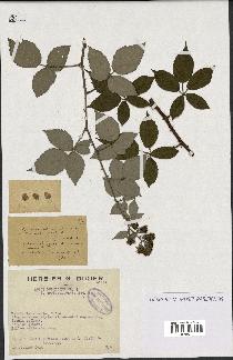 spécimen de Rubus pubescens