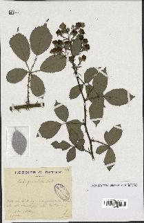 spécimen de Rubus geniculatus