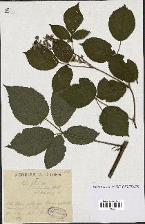 spécimen de Rubus foliosus