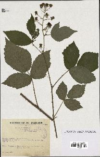 spécimen de Rubus foliosus