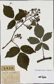 spécimen de Rubus discerptus