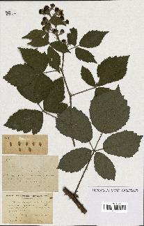 spécimen de Rubus discerptus