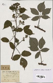 spécimen de Rubus discerptus