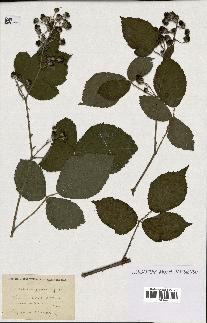 spécimen de Rubus corymbosus