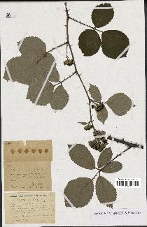 spécimen de Rubus vulnerificus