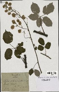 spécimen de Rubus rusticanus