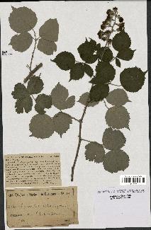 spécimen de Rubus ulmifolius