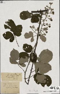 spécimen de Rubus ulmifolius