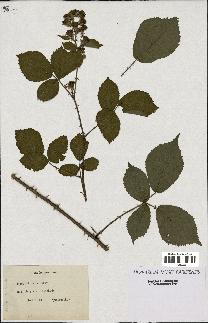 spécimen de Rubus danicus