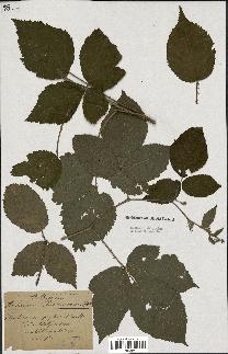 spécimen de Rubus macrophyllus