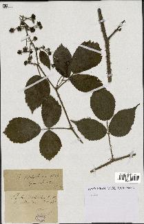 spécimen de Rubus schleicheri