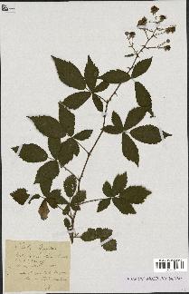 spécimen de Rubus thyrsoideus