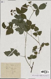 spécimen de Rubus nemorosus