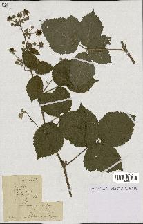 spécimen de Rubus validus
