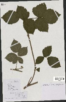 spécimen de Rubus validus