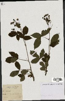 spécimen de Rubus suberectus