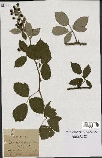 spécimen de Rubus tomentosus
