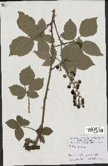 spécimen de Rubus striatus