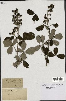 spécimen de Rubus ulmifolius