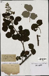 spécimen de Rubus ulmifolius