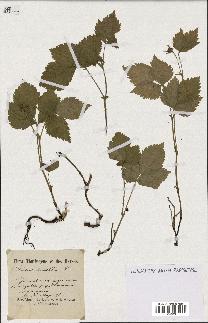 spécimen de Rubus saxatilis