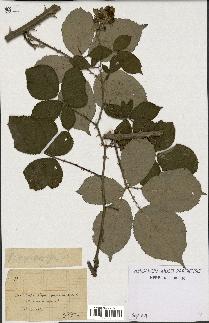 spécimen de Rubus argenteus