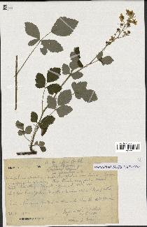 spécimen de Rubus tomentosus