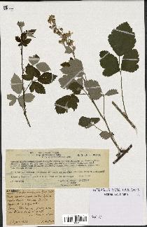 spécimen de Rubus tomentosus
