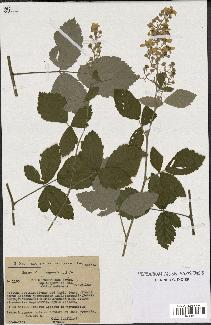 spécimen de Rubus tomentosus