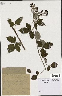 spécimen de Rubus tomentosus