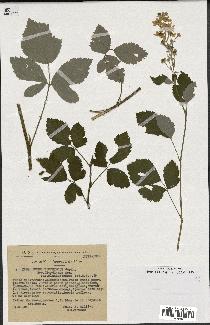 spécimen de Rubus tomentosus